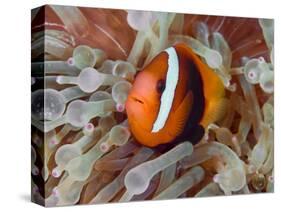 Anemonefish Among Poisonous Tentacles, Raja Ampat, Indonesia-null-Stretched Canvas