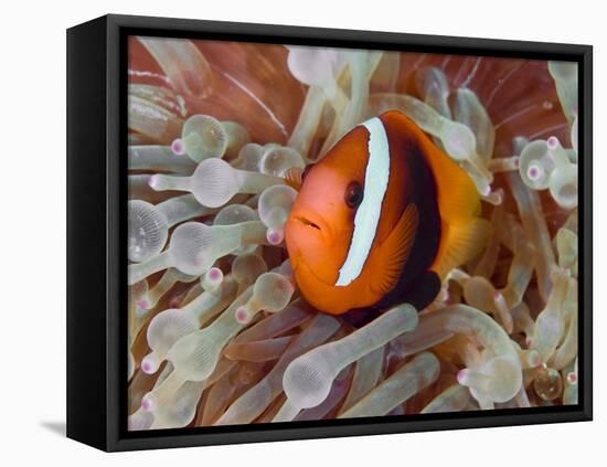 Anemonefish Among Poisonous Tentacles, Raja Ampat, Indonesia-null-Framed Stretched Canvas