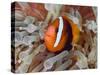 Anemonefish Among Poisonous Tentacles, Raja Ampat, Indonesia-null-Stretched Canvas