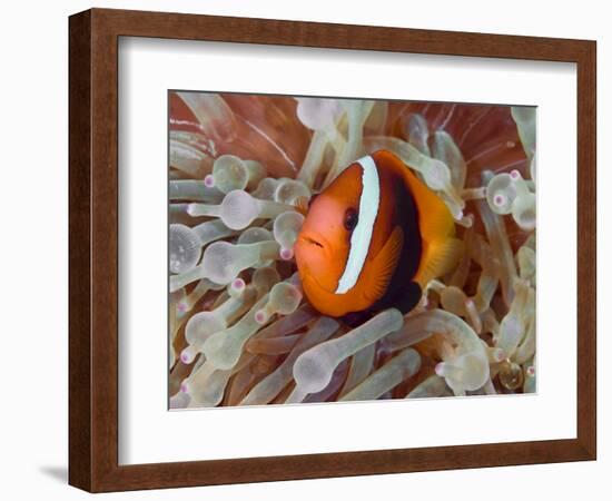 Anemonefish Among Poisonous Tentacles, Raja Ampat, Indonesia-null-Framed Photographic Print