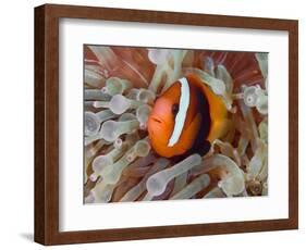 Anemonefish Among Poisonous Tentacles, Raja Ampat, Indonesia-null-Framed Photographic Print