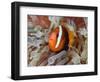 Anemonefish Among Poisonous Tentacles, Raja Ampat, Indonesia-null-Framed Photographic Print