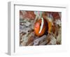 Anemonefish Among Poisonous Tentacles, Raja Ampat, Indonesia-null-Framed Photographic Print