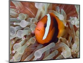 Anemonefish Among Poisonous Tentacles, Raja Ampat, Indonesia-null-Mounted Photographic Print