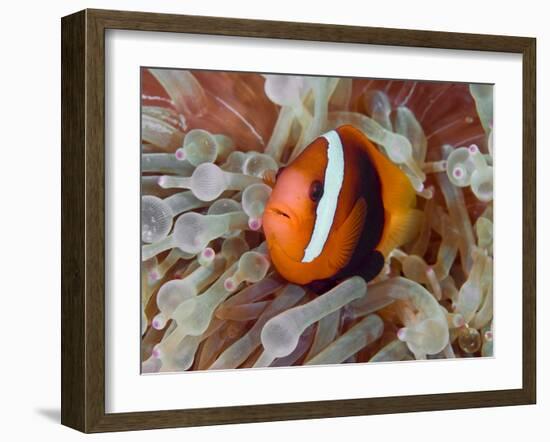 Anemonefish Among Poisonous Tentacles, Raja Ampat, Indonesia-null-Framed Photographic Print