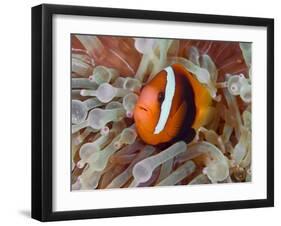 Anemonefish Among Poisonous Tentacles, Raja Ampat, Indonesia-null-Framed Photographic Print