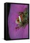 Anemonefish (Amphiprion Nigripes) in a Sea Anemone, Pacific Ocean.-Reinhard Dirscherl-Framed Stretched Canvas