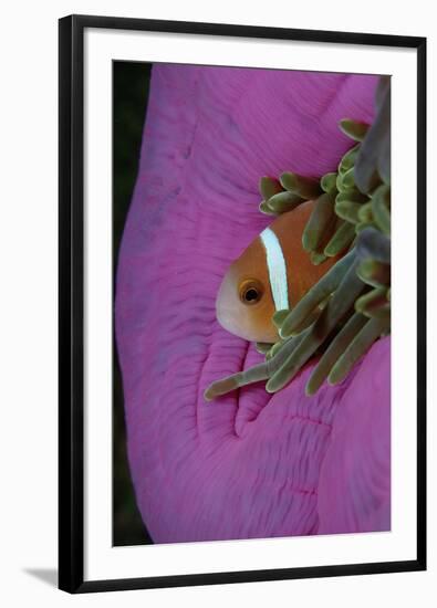 Anemonefish (Amphiprion Nigripes) in a Sea Anemone, Pacific Ocean.-Reinhard Dirscherl-Framed Photographic Print