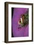 Anemonefish (Amphiprion Nigripes) in a Sea Anemone, Pacific Ocean.-Reinhard Dirscherl-Framed Photographic Print