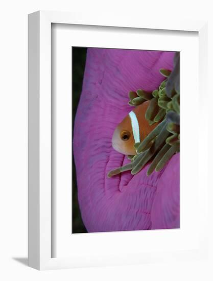 Anemonefish (Amphiprion Nigripes) in a Sea Anemone, Pacific Ocean.-Reinhard Dirscherl-Framed Photographic Print