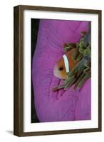 Anemonefish (Amphiprion Nigripes) in a Sea Anemone, Pacific Ocean.-Reinhard Dirscherl-Framed Photographic Print