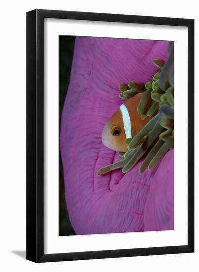 Anemonefish (Amphiprion Nigripes) in a Sea Anemone, Pacific Ocean.-Reinhard Dirscherl-Framed Photographic Print