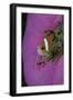 Anemonefish (Amphiprion Nigripes) in a Sea Anemone, Pacific Ocean.-Reinhard Dirscherl-Framed Photographic Print