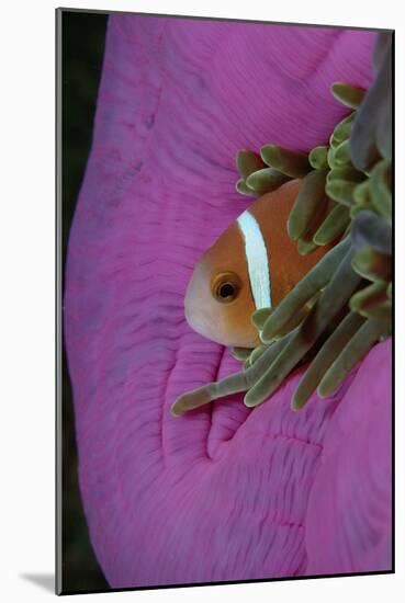 Anemonefish (Amphiprion Nigripes) in a Sea Anemone, Pacific Ocean.-Reinhard Dirscherl-Mounted Photographic Print