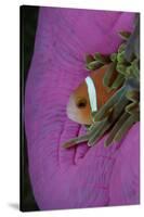 Anemonefish (Amphiprion Nigripes) in a Sea Anemone, Pacific Ocean.-Reinhard Dirscherl-Stretched Canvas