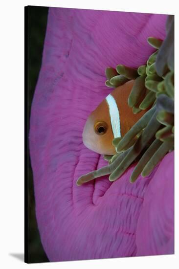 Anemonefish (Amphiprion Nigripes) in a Sea Anemone, Pacific Ocean.-Reinhard Dirscherl-Stretched Canvas