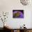 Anemonefish and large anemone-Stephen Frink-Stretched Canvas displayed on a wall