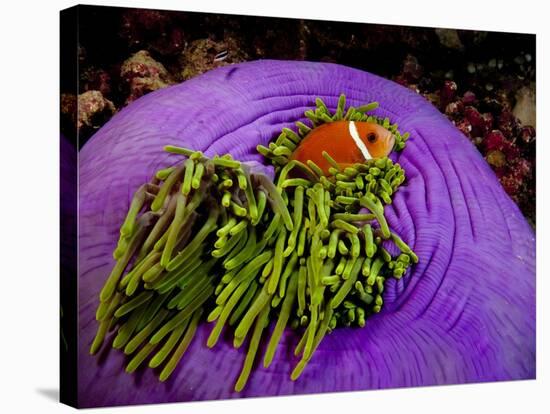 Anemonefish and large anemone-Stephen Frink-Stretched Canvas