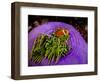 Anemonefish and large anemone-Stephen Frink-Framed Photographic Print