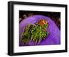 Anemonefish and large anemone-Stephen Frink-Framed Photographic Print