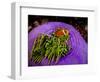 Anemonefish and large anemone-Stephen Frink-Framed Photographic Print