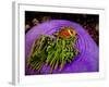 Anemonefish and large anemone-Stephen Frink-Framed Photographic Print