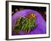 Anemonefish and large anemone-Stephen Frink-Framed Photographic Print