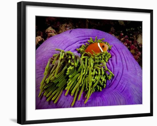 Anemonefish and large anemone-Stephen Frink-Framed Photographic Print