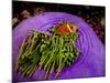 Anemonefish and large anemone-Stephen Frink-Mounted Photographic Print