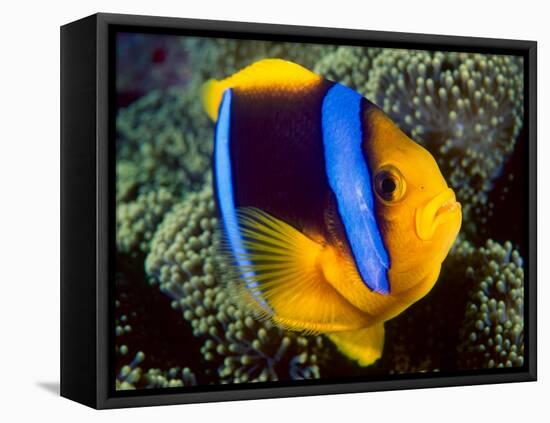 Anemonefish, Great Barrier Reef, Australia-Stuart Westmoreland-Framed Stretched Canvas