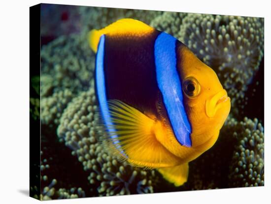 Anemonefish, Great Barrier Reef, Australia-Stuart Westmoreland-Stretched Canvas