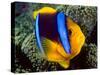 Anemonefish, Great Barrier Reef, Australia-Stuart Westmoreland-Stretched Canvas