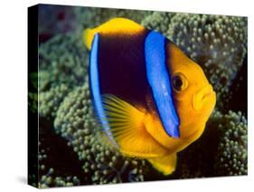 Anemonefish, Great Barrier Reef, Australia-Stuart Westmoreland-Stretched Canvas