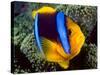 Anemonefish, Great Barrier Reef, Australia-Stuart Westmoreland-Stretched Canvas