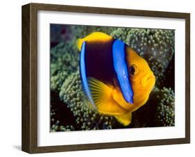 Anemonefish, Great Barrier Reef, Australia-Stuart Westmoreland-Framed Photographic Print