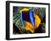 Anemonefish, Great Barrier Reef, Australia-Stuart Westmoreland-Framed Photographic Print