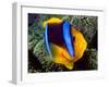 Anemonefish, Great Barrier Reef, Australia-Stuart Westmoreland-Framed Photographic Print