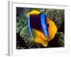 Anemonefish, Great Barrier Reef, Australia-Stuart Westmoreland-Framed Photographic Print