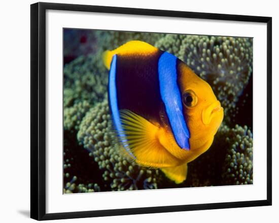 Anemonefish, Great Barrier Reef, Australia-Stuart Westmoreland-Framed Photographic Print