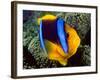 Anemonefish, Great Barrier Reef, Australia-Stuart Westmoreland-Framed Photographic Print