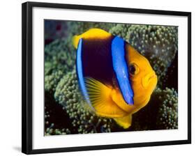 Anemonefish, Great Barrier Reef, Australia-Stuart Westmoreland-Framed Photographic Print