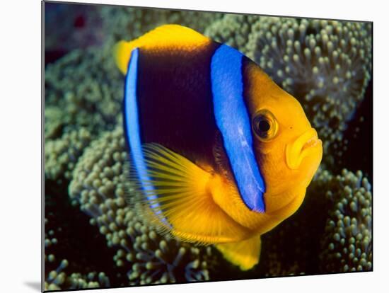 Anemonefish, Great Barrier Reef, Australia-Stuart Westmoreland-Mounted Photographic Print