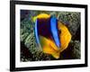 Anemonefish, Great Barrier Reef, Australia-Stuart Westmoreland-Framed Photographic Print