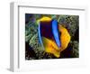 Anemonefish, Great Barrier Reef, Australia-Stuart Westmoreland-Framed Photographic Print