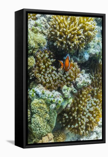 Anemonefish in Anemone on Underwater Reef on Jaco Island, Timor Sea, East Timor, Asia-Michael Nolan-Framed Stretched Canvas