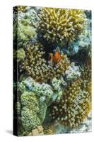 Anemonefish in Anemone on Underwater Reef on Jaco Island, Timor Sea, East Timor, Asia-Michael Nolan-Stretched Canvas