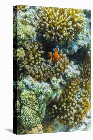 Anemonefish in Anemone on Underwater Reef on Jaco Island, Timor Sea, East Timor, Asia-Michael Nolan-Stretched Canvas