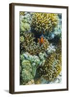 Anemonefish in Anemone on Underwater Reef on Jaco Island, Timor Sea, East Timor, Asia-Michael Nolan-Framed Photographic Print