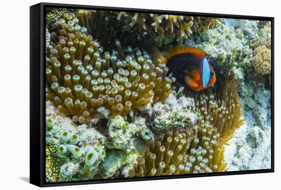 Anemonefish in Anemone on Underwater Reef on Jaco Island, Timor Sea, East Timor, Asia-Michael Nolan-Framed Stretched Canvas