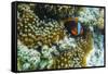 Anemonefish in Anemone on Underwater Reef on Jaco Island, Timor Sea, East Timor, Asia-Michael Nolan-Framed Stretched Canvas